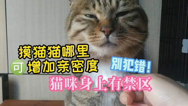 摸猫猫哪里可以增加亲密度？20年养猫人教你这几招，实用还管用！