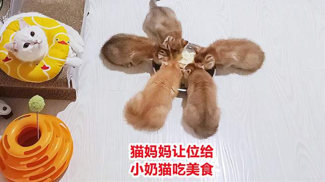 猫妈有多疼爱小奶猫，主动让位置给挨饿的小奶猫，等它吃完了再吃