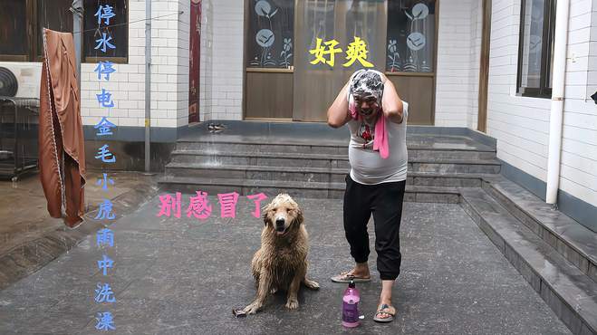 连续下雨停水停电没法洗澡，小虎金毛竟在雨中洗起了澡，还说好爽