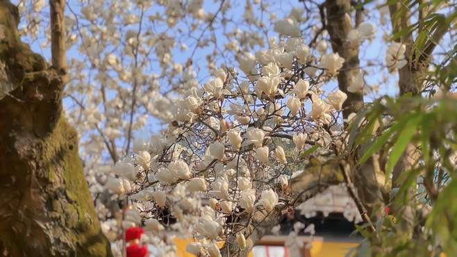杭州法喜寺500年的玉兰花绽放，错过就再等一年！