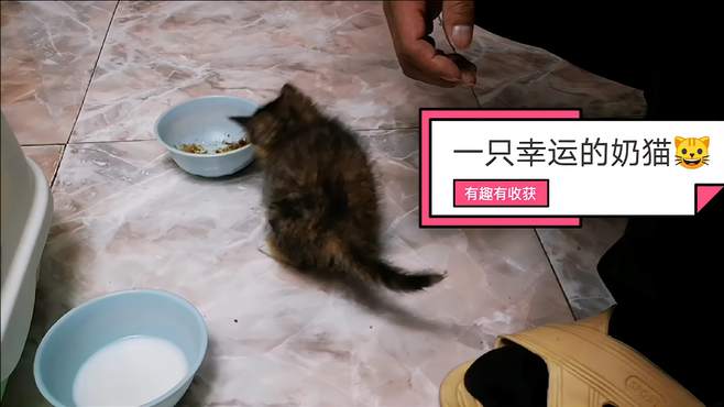 先生捡的小奶猫生命力就是强，才来家里一天，就适应了新环境