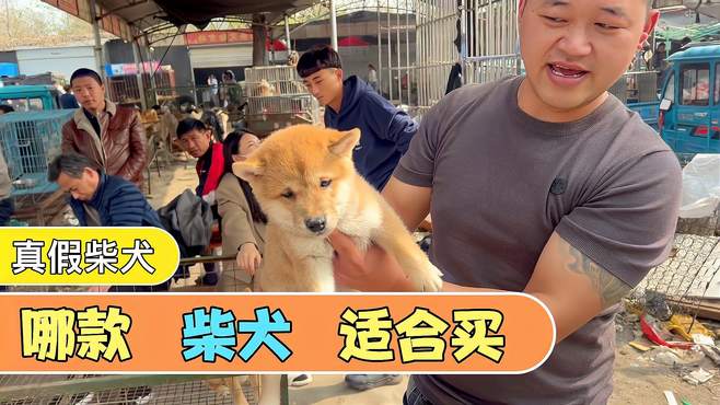 纯种柴犬少2000拿不下，混血的1000以下我都不要