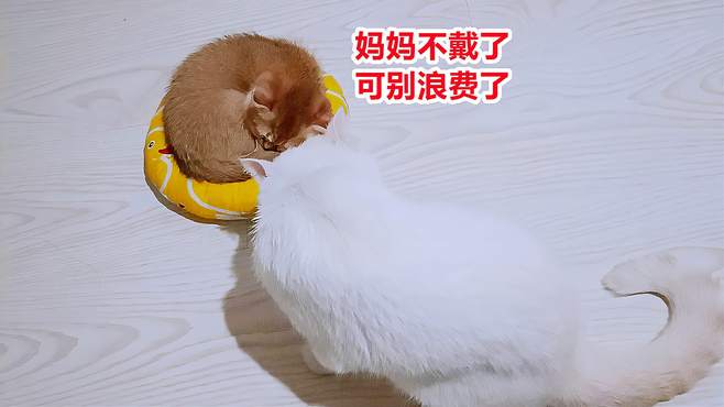 猫妈妈甩掉脖套，小奶猫捡便宜成功破圈？主人：小心给你夹成汉堡