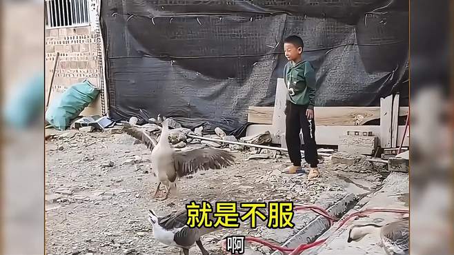 这鹅是真犟啊！