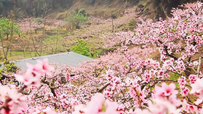 李官桃花节是多少号