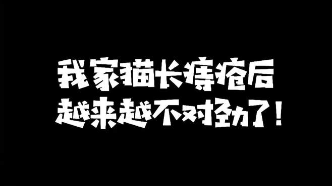 我家猫长痔疮了，还对痔疮药上瘾，而且定然还敢偷吃辣椒！