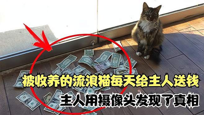 被收养的流浪猫每天给主人送来很多钱，主人用摄像头发现了真相