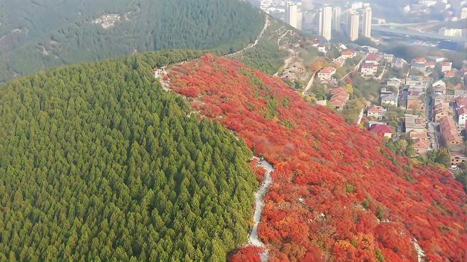 济南蝎子山秋色，半山青翠半山红，不出市区就能欣赏烂漫红叶