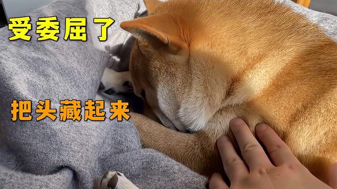 柴犬小七是惹不起躲得起，受委屈了，把头藏起来就看不到我了