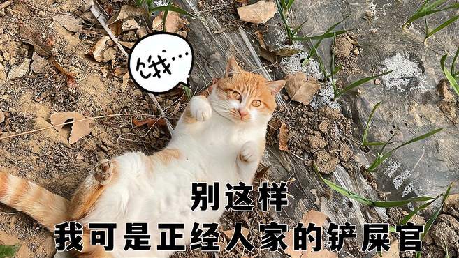 俗话说家猫没有野猫香，遇到这样的小猫咪我是否能逃过真香定律？