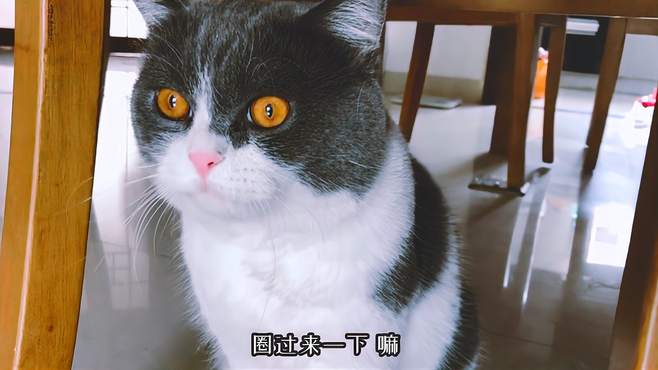 猫：我俩和好了，不再相互怄气了