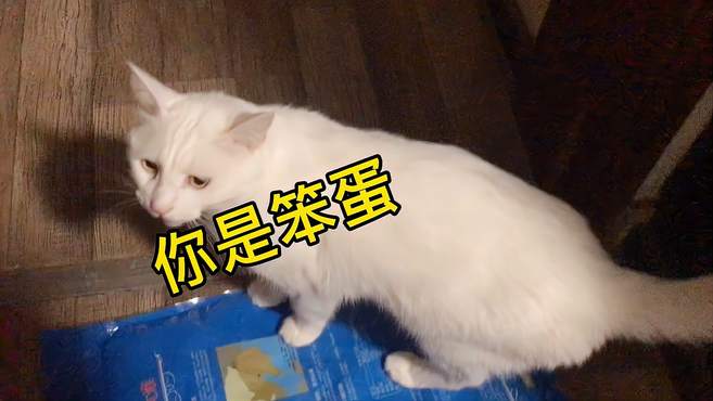 猫咪想出去玩，疯狂暗示，结果铲屎官完全get不到