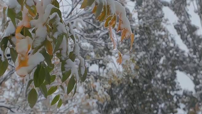 济南2021年的初雪