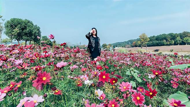 黄陂木兰草原：秋日暖阳下的格桑花盛宴