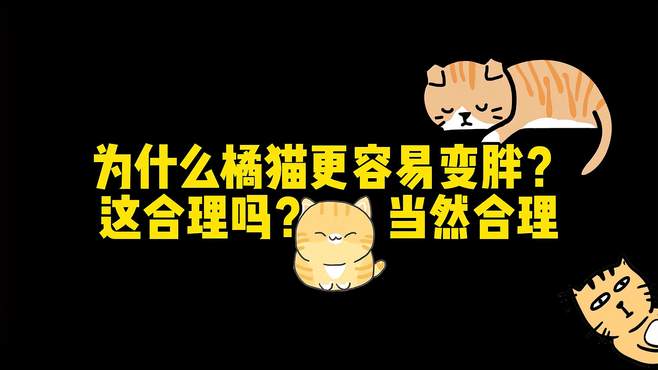 橘猫怎么养？照猪养