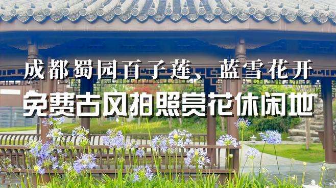 成都蜀园百子莲、蓝雪花开，免费古风拍照赏花休闲地，地铁可达