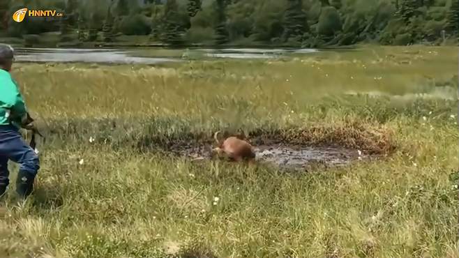 狗狗大战豪猪，不料狗狗被扎的满身刺，接下来狗狗的举动让人感动