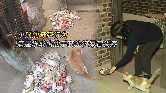 猫对人很冷淡？可是它一旦开始“报恩”，铲屎官却要头疼了