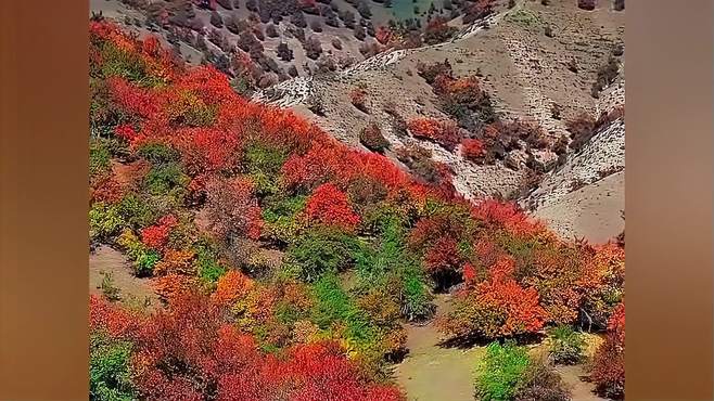 把秋天的童话留在新疆吧伊犁福寿山漫山遍野的的千叶万树被秋霜浸