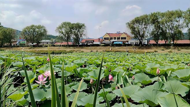 辽阳弓长岭，夏日赏荷好去处，不收门票，免费！