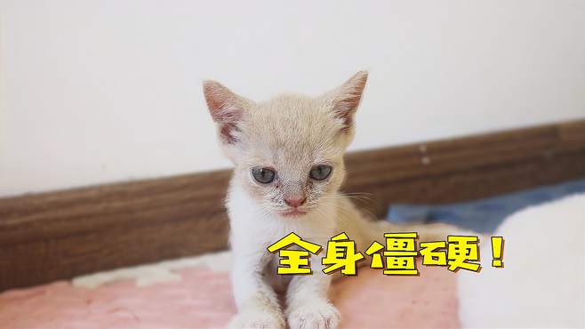 小奶猫全身僵硬，主人带小奶猫去看医生，直接吓尿了！