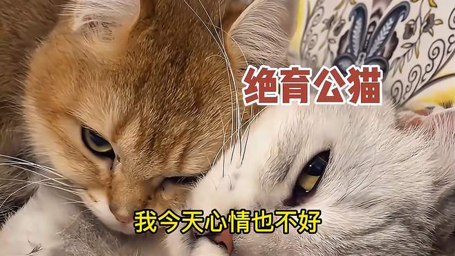 当小母猫第一次见到健全小公猫！它眼睛都直了！给它取个名字吧