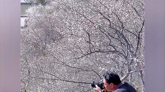 春季伊犁赏花地四月一定要去一次中华福寿山和杏花来一次风花雪月