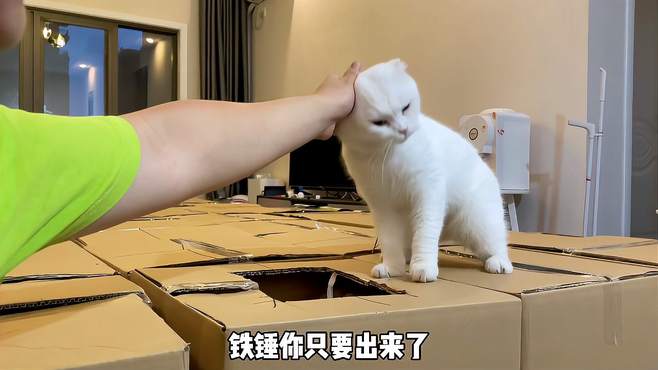 本想给铁锤个教训，结果给了自己个教训，猫咪铁锤差点走丢！