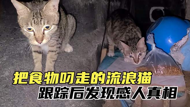 流浪猫主动和人类讨食，不当面吃掉而选择带走，一切竟是为了小猫