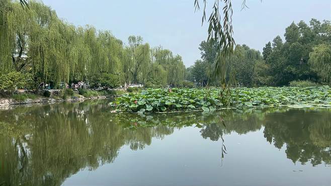 清华大学暑假游：快来看，这里就是我们学过的《荷塘月色》的荷塘