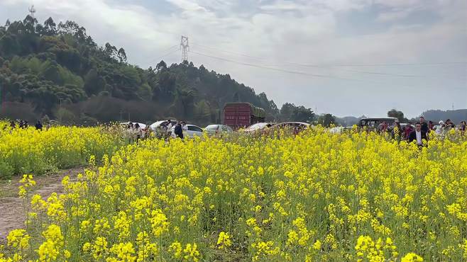 四川内江春季赏花宝地，距离市中心很近，是春季赏花的绝佳去处