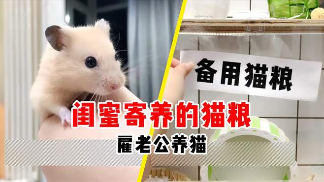 你养猫，我养鼠，从此生活不辛苦