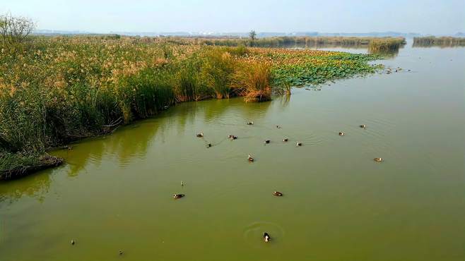 东平湖湿地公园：自然与人文的双重魅力，让人心旷神怡