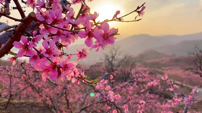 来我的家乡平谷桃花海玩，夏日闪光旅行家