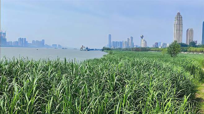 江水退去，美景再现，江边如此多娇