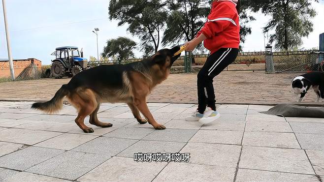 德牧和女主人拔河，德牧和边牧拔河，差别咋这么大