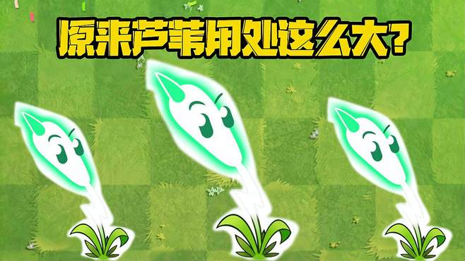 植物大战僵尸：关于闪电芦苇你都知道多少？原来芦苇用处这么大？