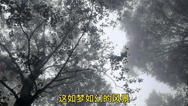 我的梦幻秘境游记