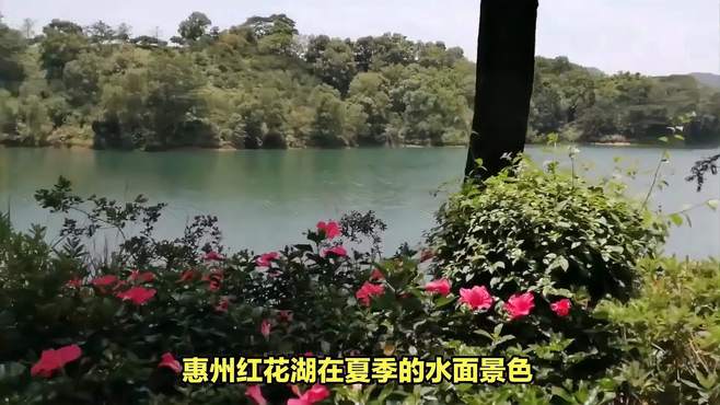 惠州红花湖在夏季的水面景色有何独特之处