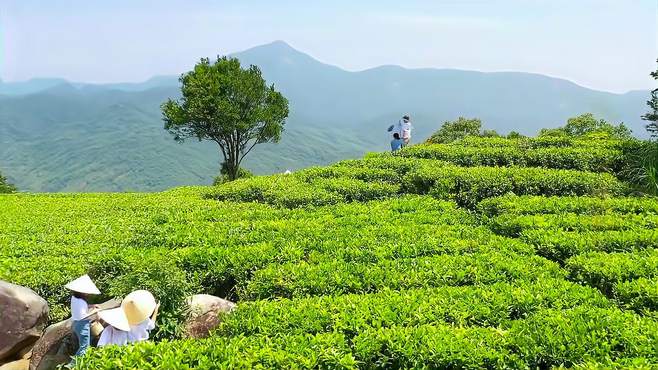 梅州蕉岭县茶山在夏季的茶园风光如何？是否值得一游