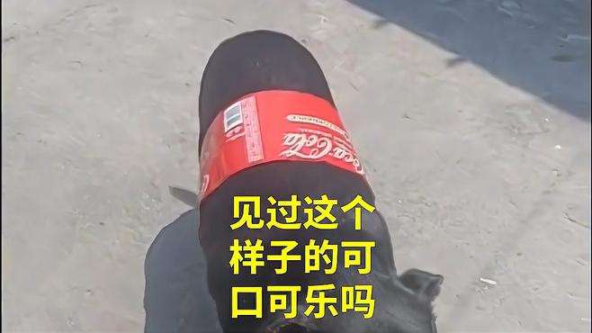 「每日快乐源泉」见过这个样子的可口可乐吗？