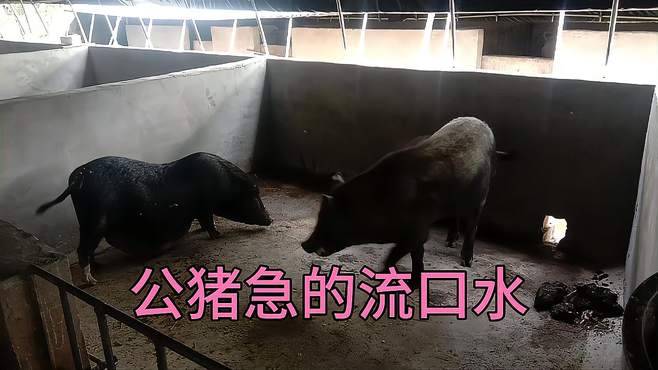 小伙昨天用小公猪母猪不配合，今天把大公猪赶过来，会是什么结果