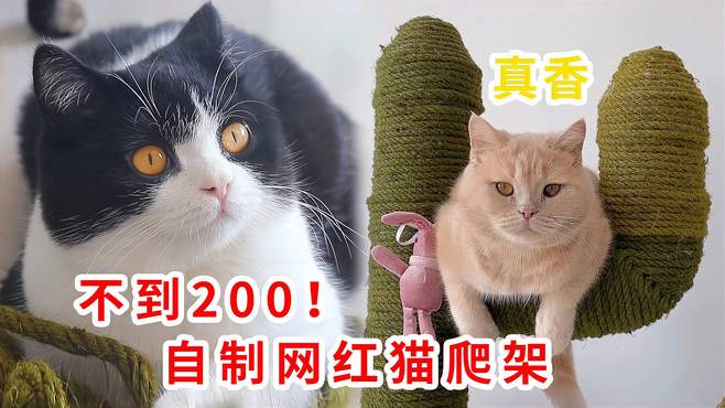 自制网红猫爬架，4只猫咪着急验收成品：一碰就上瘾