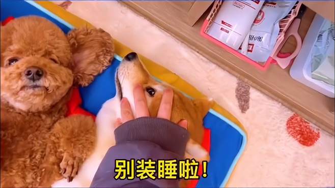 见过装睡的柴犬吗？揪耳朵也不起，泰迪都看不下去了