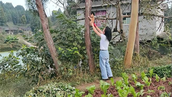 农村小猫跟主人下地干活，为了抓到耗子，苦练爬树功夫