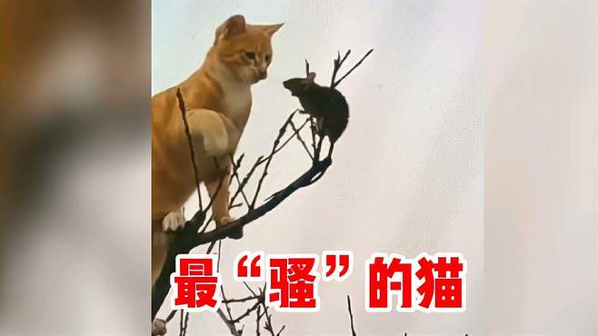 这操作没谁了！是我见过最骚的猫！