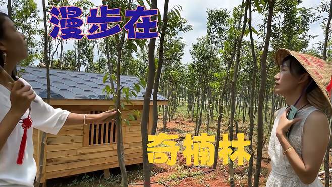 漫步在奇楠林中，香气四溢扑面而来。沉香文化 农业种植