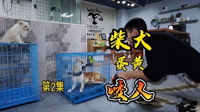 咬人柴犬“蛋黄”翻脸比翻书还快，进笼子就翻脸不认人，超级凶