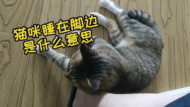 猫咪睡在脚边是什么意思？没想到！狸花猫竟是撒娇小能手！厉害了