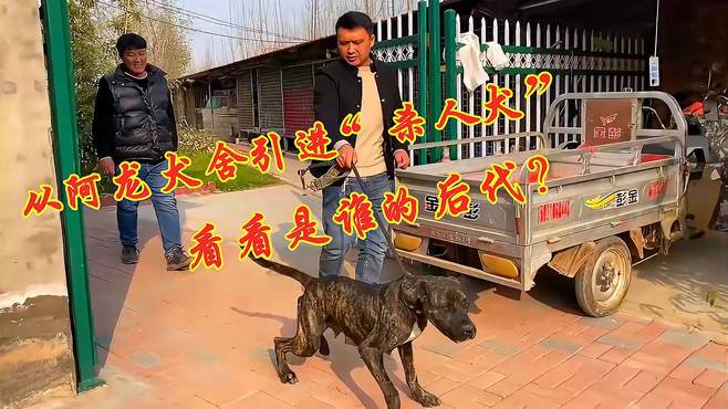 从阿龙犬舍引进“杀人犬”，刚见面直接上车就走，看看是谁的后代